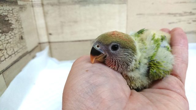 コザクラインコ（小桜インコ）