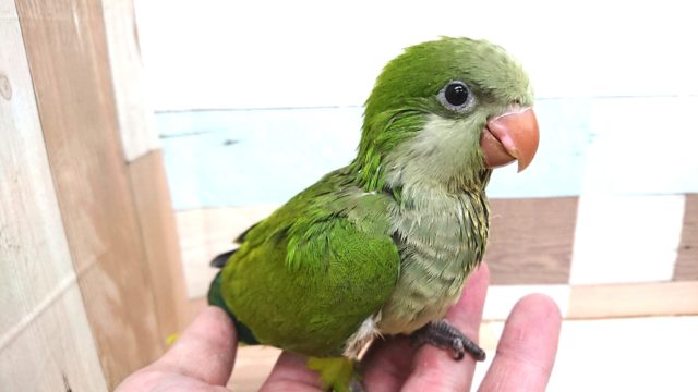 オキナインコ