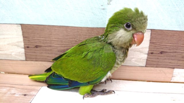 オキナインコ