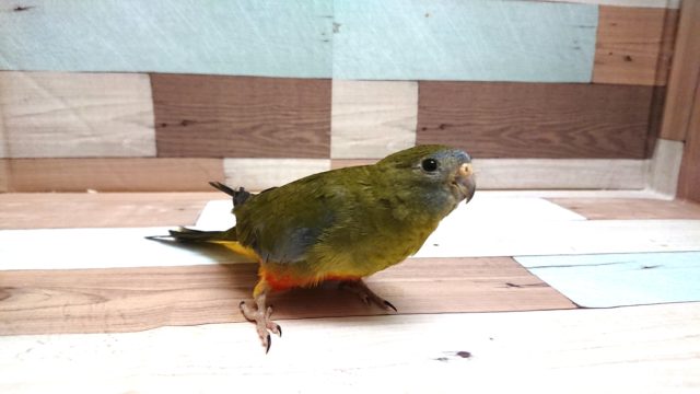 キキョウインコ（桔梗インコ）