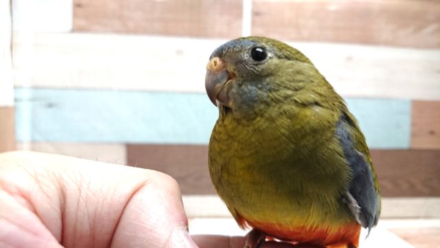 キキョウインコ（桔梗インコ）