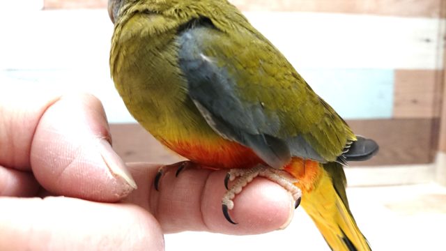 キキョウインコ（桔梗インコ）