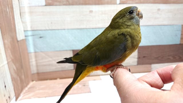 キキョウインコ（桔梗インコ）