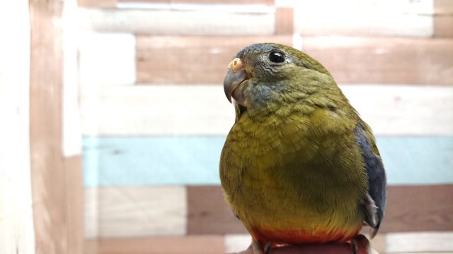 キキョウインコ（桔梗インコ）