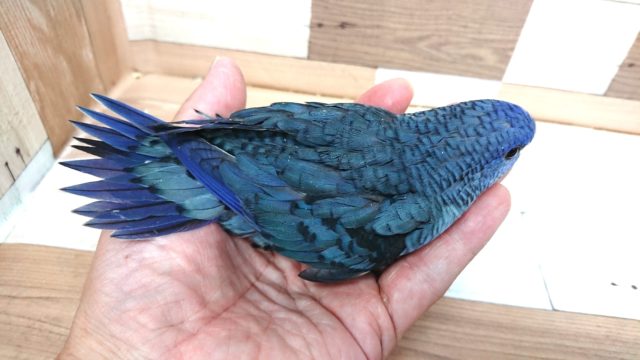サザナミインコ