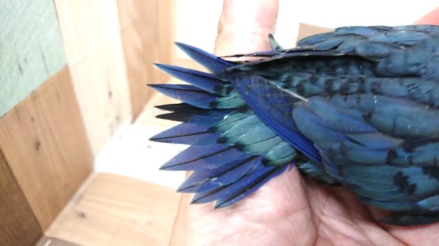 サザナミインコ