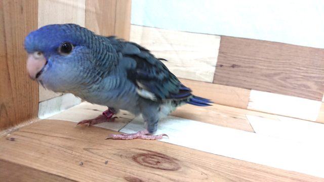 サザナミインコ