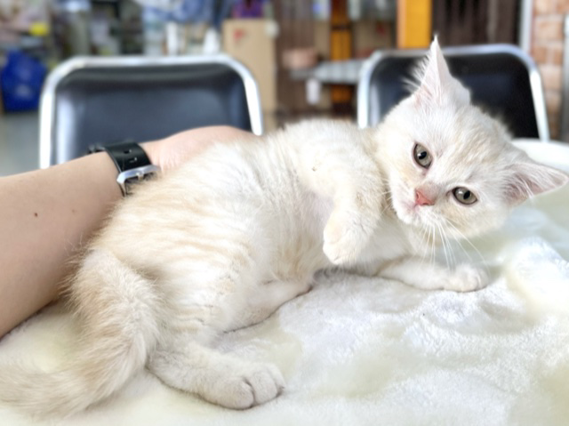 スコティッシュフォールド