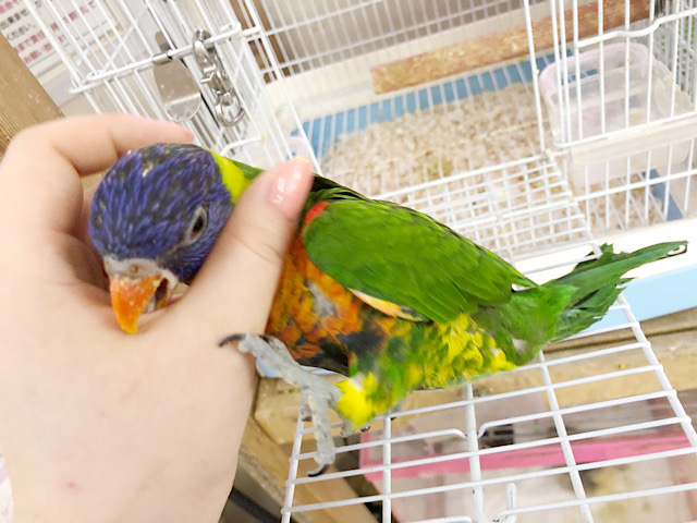 ゴシキセイガイインコ