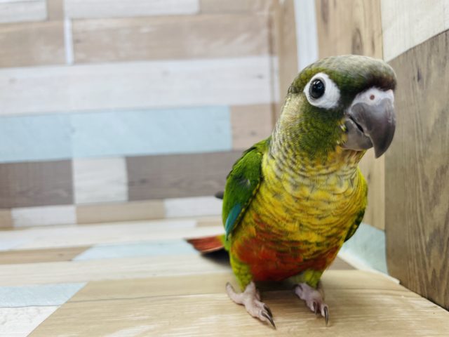 ワキコガネウロコインコ