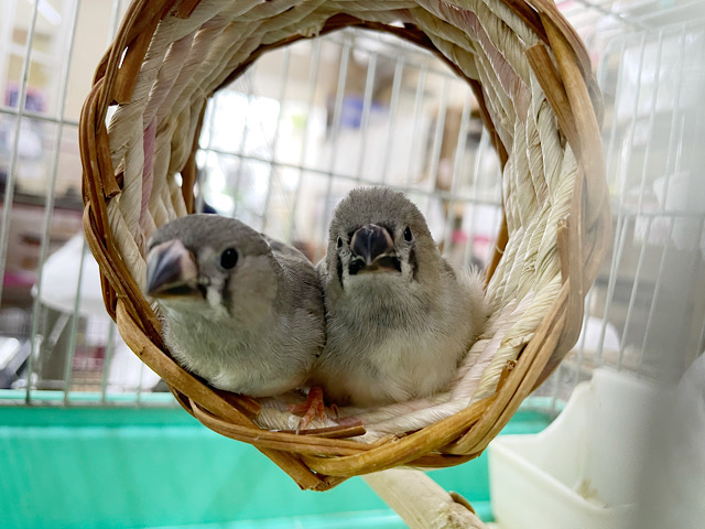 錦花鳥（キンカチョウ）