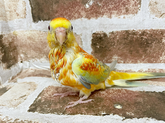 ビセイインコ（美声インコ）