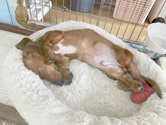 スタンダードダックス