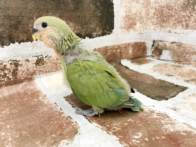 コザクラインコ（小桜インコ）