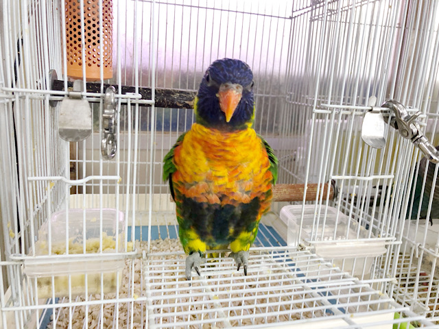 ゴシキセイガイインコ