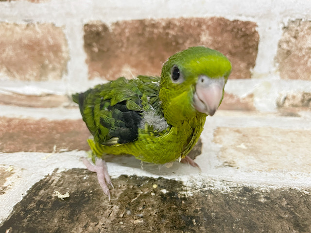 サザナミインコ