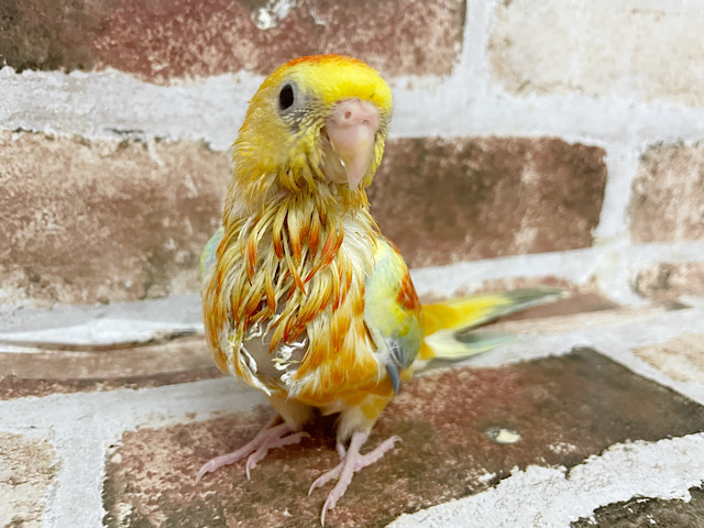 ビセイインコ（美声インコ）