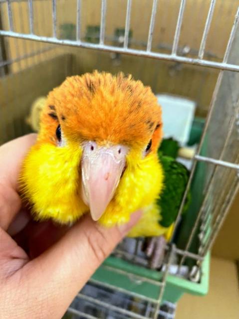 シロハラインコ
