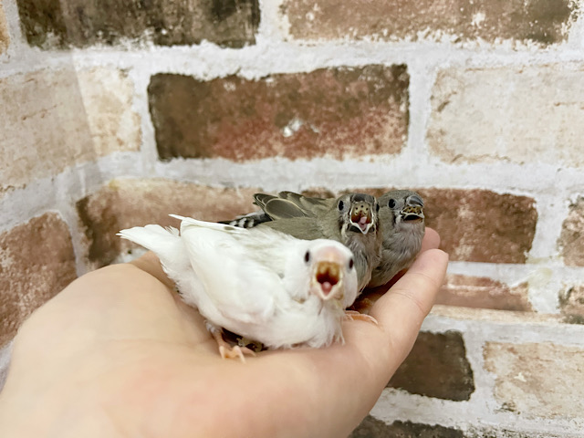 錦花鳥（キンカチョウ）