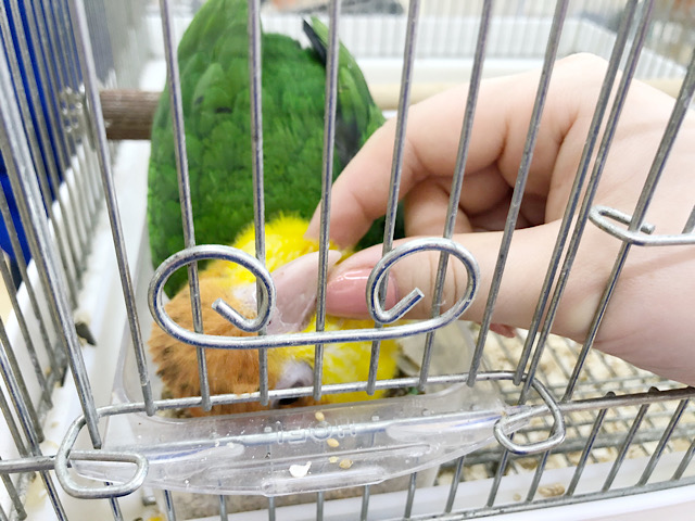 シロハラインコ