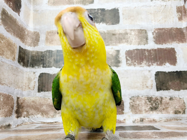 シロハラインコ