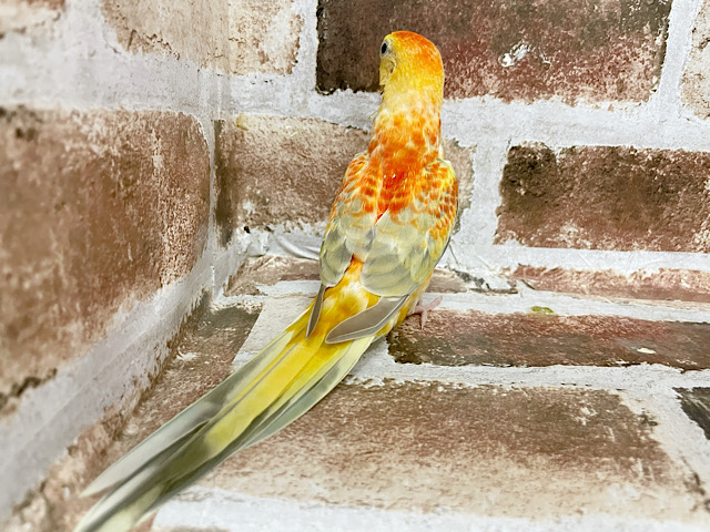 ビセイインコ（美声インコ）