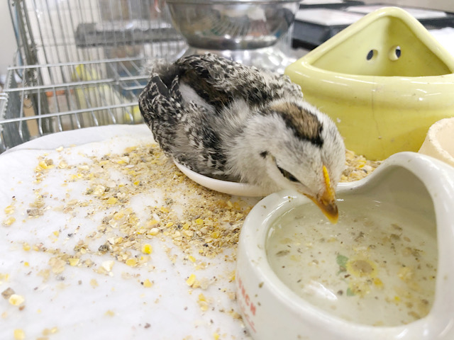 尾曳チャボ（オビキチャボ）