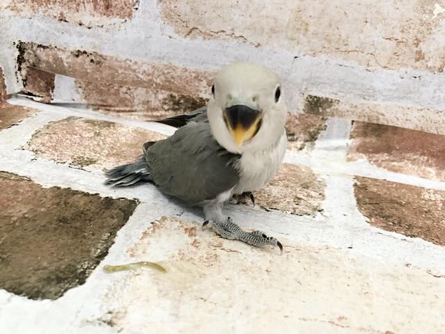 コザクラインコ（小桜インコ）