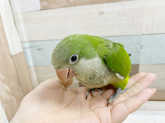 オキナインコ