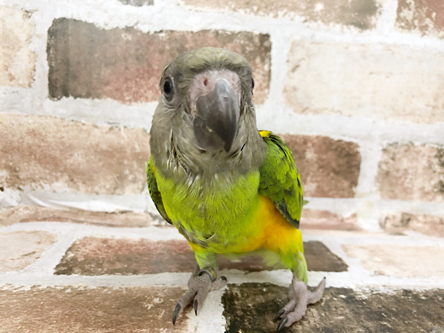 セネガルパロット