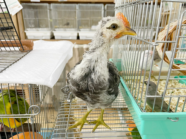 尾曳チャボ（オビキチャボ）