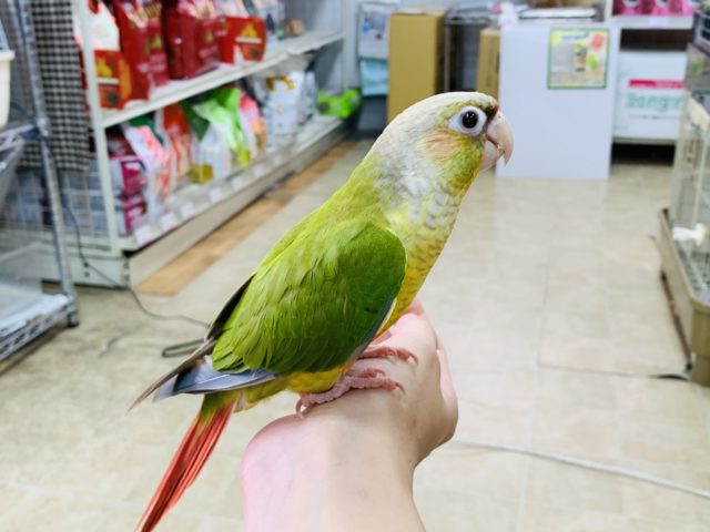 ホオミドリウロコインコ
