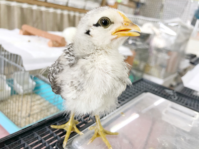 尾曳チャボ（オビキチャボ）