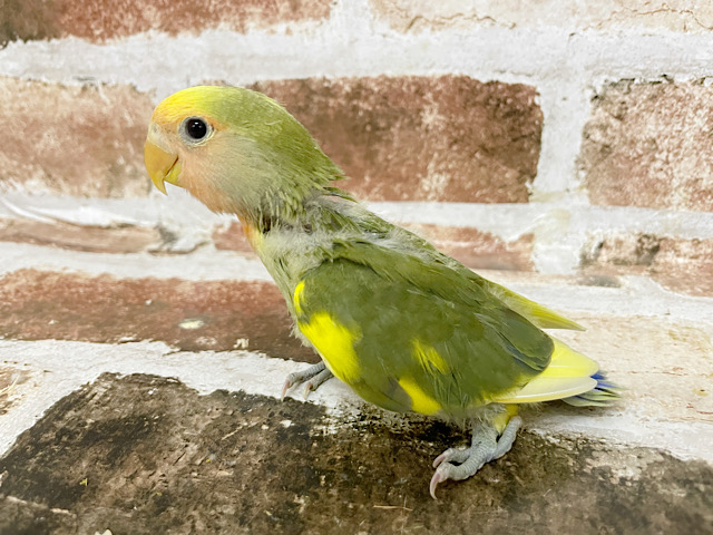 コザクラインコ（小桜インコ）