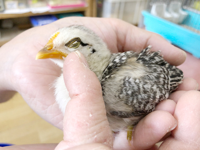 尾曳チャボ（オビキチャボ）