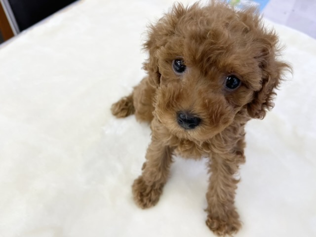 トイプードル