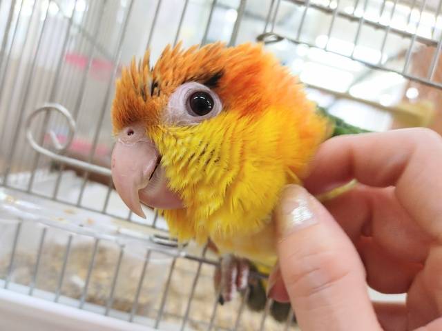 シロハラインコ