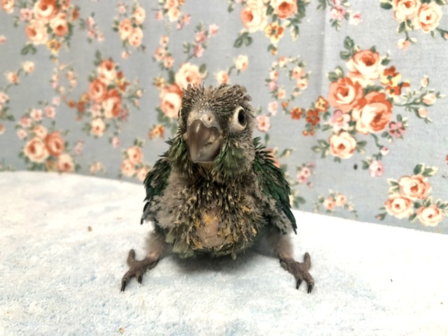 ホオミドリウロコインコ