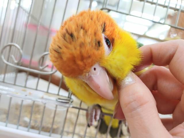 シロハラインコ