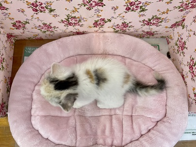 スコティッシュフォールド