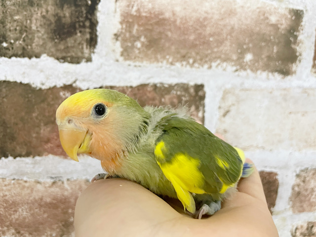 コザクラインコ（小桜インコ）