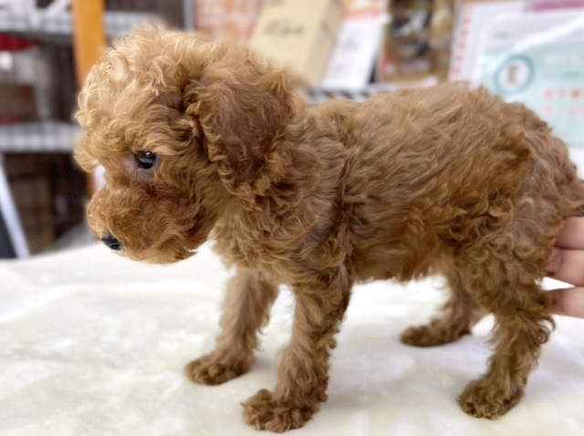 トイプードル