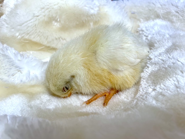 房総地鶏とアローカナ