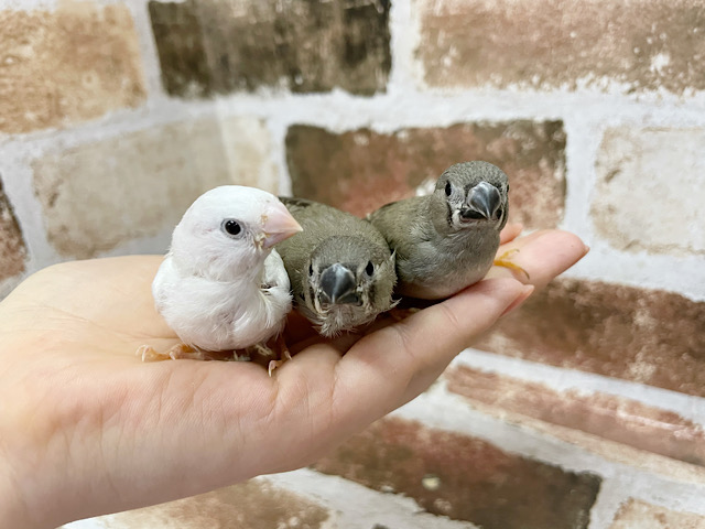 超ホヤホヤ最新画像★この毛は今だけ~錦花鳥(キンカチョウ) 錦花鳥(キンカチョウ)