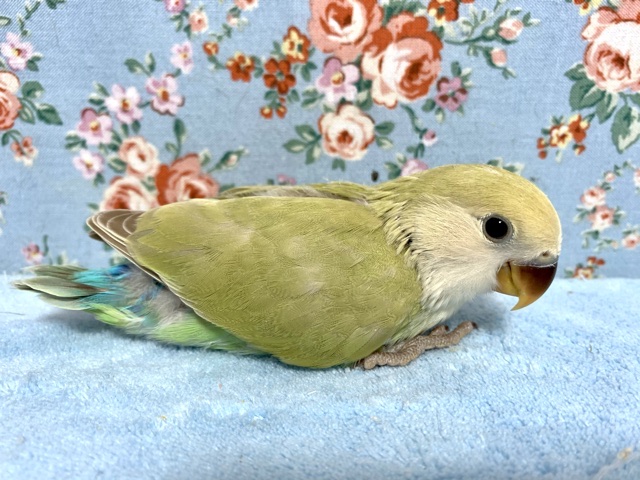 コザクラインコ（小桜インコ）