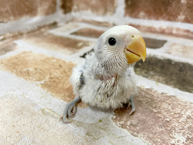 コザクラインコ（小桜インコ）