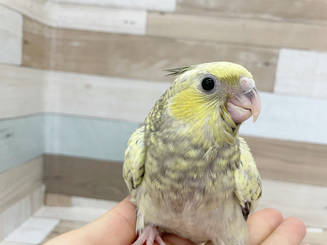 オカメインコ