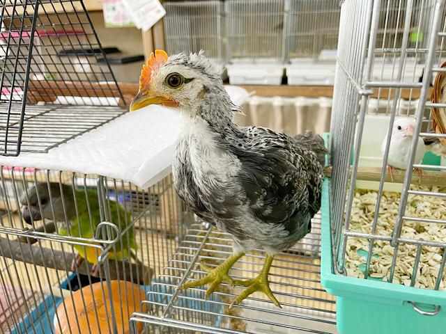 尾曳チャボ（オビキチャボ）