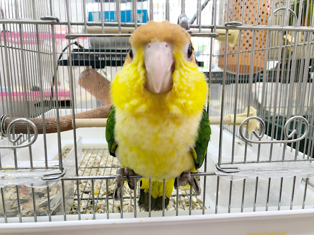 シロハラインコ