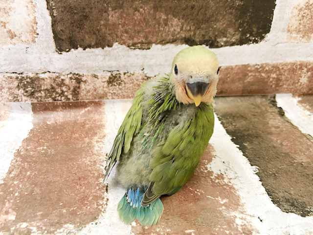 コザクラインコ（小桜インコ）